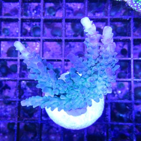 Bouture Acropora tortuosa vert à pointes mauves 