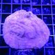 Bouture Leptoseris orange 6 cm 39,50 €