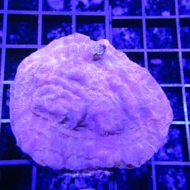 Bouture Leptoseris orange 6 cm 39,50 €