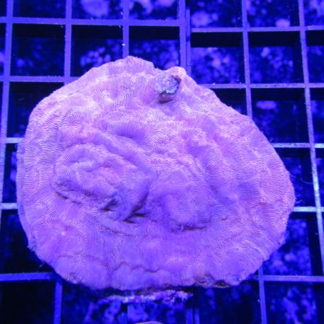 Bouture Leptoseris orange 6 cm 39,50 €