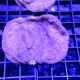 Bouture Leptoseris orange 6 cm 39,50 €