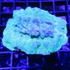 Bouture Leptoseris vert 6 cm