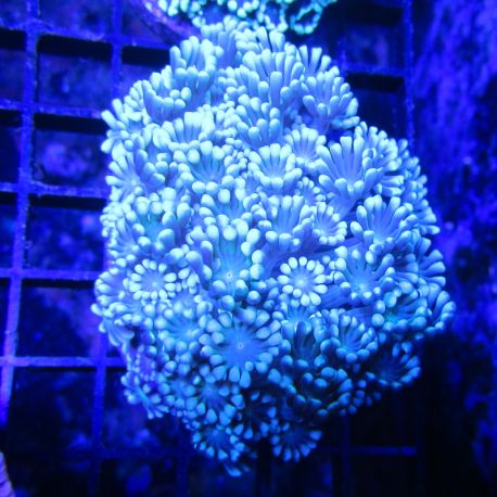 Alveopora vert 5-6 cm