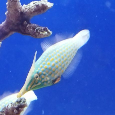 Oxymonacanthus longirostris : 5 à 8 cm  