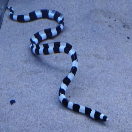 Myrichthys colubrinus : 30-40 cm  