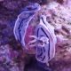 Chromodoris willani (limace colorée bleue)