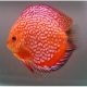 Discus Checkerboard Stendker d'élevage 12cm lot de 2 