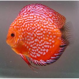 Discus Checkerboard Stendker d'élevage 12cm lot de 2