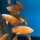 Astronotus Ocellatus Oscar Némo 7-8 cm (Ultra Red Special - très beaux et rares)  29,50 €