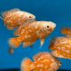 Astronotus Ocellatus Oscar Némo 7-8 cm (Ultra Red Special - très beaux et rares)  29,50 €