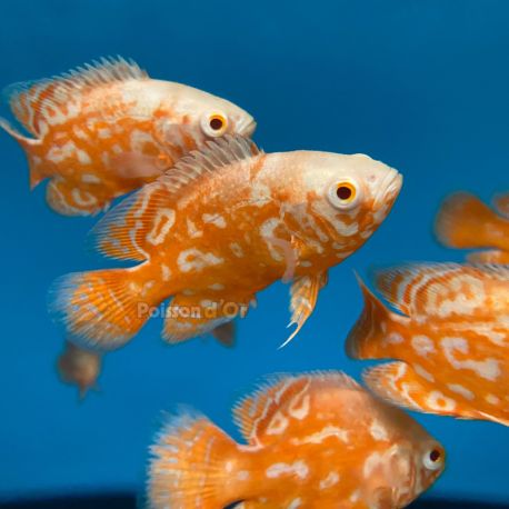 Astronotus Ocellatus Oscar Némo 7-8 cm (Ultra Red Special - très beaux et rares)  29,50 €
