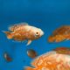 Astronotus Ocellatus Oscar Némo 7-8 cm (Ultra Red Special-très beaux et rares)  39,50 €
