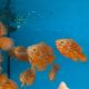 Astronotus Ocellatus Oscar Némo 7-8 cm (Ultra Red Special - très beaux et rares)  29,50 €