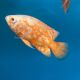 Astronotus Ocellatus Oscar Némo 7-8 cm (Ultra Red Special - très beaux et rares)  29,50 €