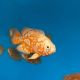 Astronotus Ocellatus Oscar Némo 7-8 cm (Ultra Red Special-très beaux et rares)  39,50 €