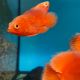 Astronotus Ocellatus RED CHILI 6-8cm 39,50 €