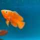 Astronotus Ocellatus RED CHILI 6-8cm 39,50 €