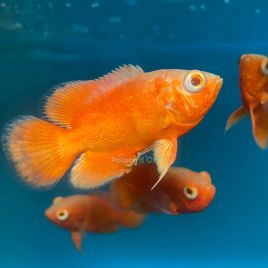 Astronotus Ocellatus RED CHILI 6-8cm 39,50 €