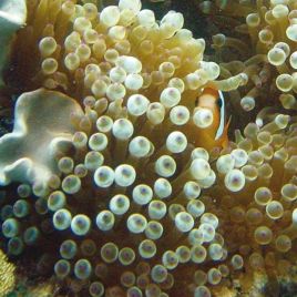 Entacmea quadricolor verte 4-5 cm