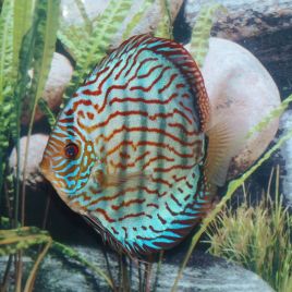 Discus Turquoise Brillant / Flash 14 cm le lot de 2