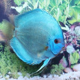 Discus Diamants bleus  d'élevage Allemand 12 cm