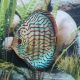 Discus Turquoise Brillant / Flash 8 cm 39,50 €