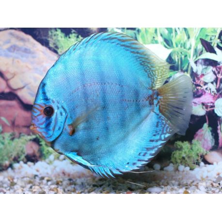 Discus Cobalt Stendker d'élevage Allemand 15-17 cm le couple 214,80 €