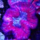 Trachyphyllia Full colors 5 cm 149,00 €
