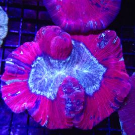 Trachyphyllia Full colors 5 cm 149,00 €