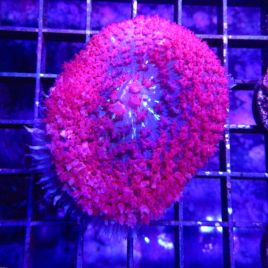 Rhodactis Sanctithomae rouge (6 cm)