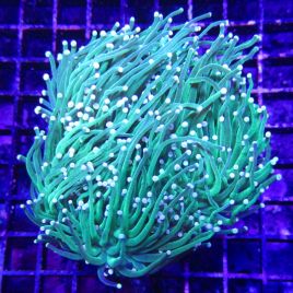 Euphyllia glabrescens vert metallique à pointes vertes 4-6 polypes 167,50 €