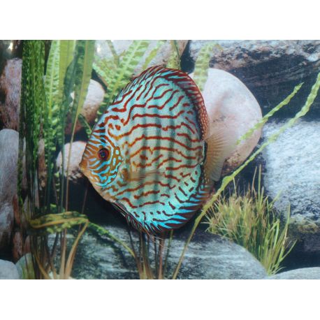 Discus Turquoise Brillant Stendker d'élevage Allemand 15-17 cm le couple 214,80 €