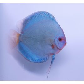 Discus Diamant bleu tendker d'élevage Allemand 15-17 cm le couple