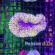 Lobophyllia orange poilu 8-10 cm 