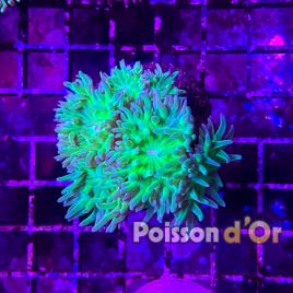 Duncanopsammia culture (-5 polypes environ)