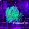 Duncanopsammia culture (-5 polypes environ)