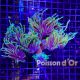 Euphyllia Dragon Soul 5 polypes 