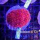 Goniopora Rouge 4-5 cm