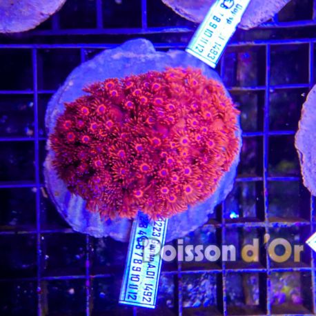 Goniopora Rouge 4-5 cm