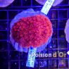 Goniopora Rouge 4-5 cm