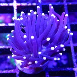 Bouture Euphyllia "Black torch" (1 polype)