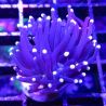 Bouture Euphyllia glabrescens "Black torch" (1 polype)