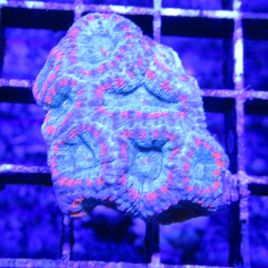 Bouture Acanthastreas echinata bicolor 24,50 €