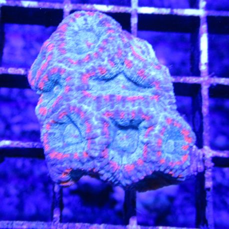 Bouture Acanthastreas echinata bicolor