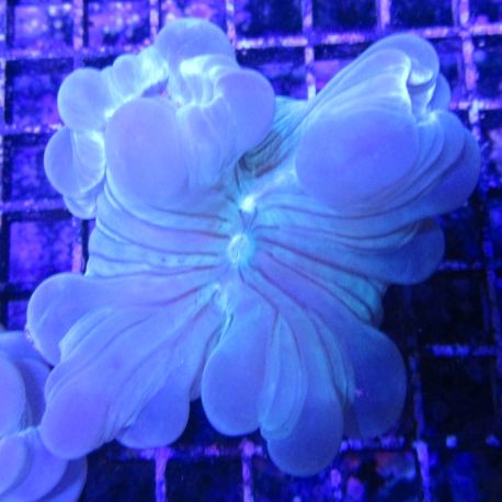 Bouture Nemezophyllia turbida (4-5 cm)