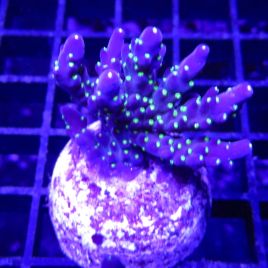 Bouture Acropora tricolor