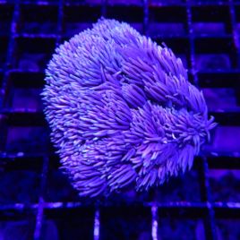 Bouture Goniopora mauve 