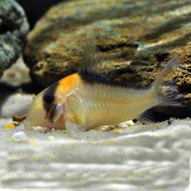 Corydoras Adolfoi lot de 5