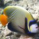 Pomacanthus imperator 25-30 cm 389,50 €