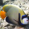 Pomacanthus imperator 22-27 cm